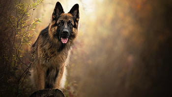 German Shepherd, graphy, Dynamic pose, High-resolution HD wallpaper
