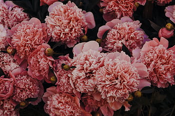 Vibrant close-up of lush pink carnations in full bloom, showcasing their delicate petals. HD wallpaper