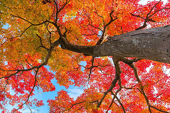 Common maple trees, Handyman's guide, Diverse family, Tree knowledge HD wallpaper