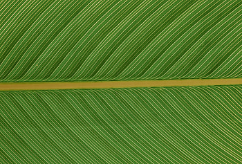 Plant, Macro, Sheet, Leaf HD wallpaper