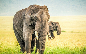 Animals, Nature, Grass, Sky, Elephants HD wallpaper