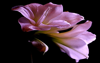 Tulips, nature, flowers, beauty HD wallpaper
