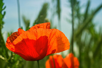 Poppy flower , Ryan Anderson's collection, Delicate petals, Floral charm HD wallpaper