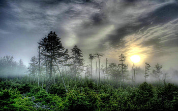 FOGGY MORNING, mist, fog, field, clouds, trees, grass, sun HD wallpaper