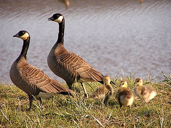 Geese Family, beautiful, family, , geese HD wallpaper