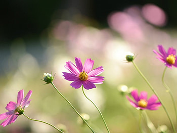 Glary garden, kosmeyas, pink, plants, petals, garden, spring HD wallpaper