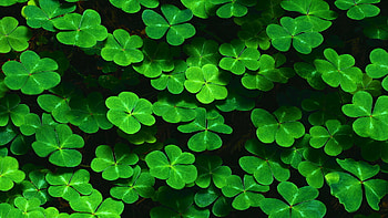 Leaf , Full , , Backgrounds HD wallpaper