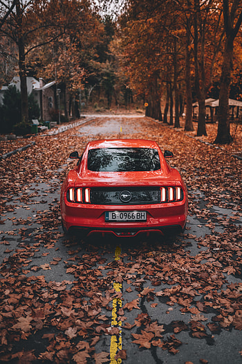Sports, Autumn, Ford, Cars, Road, Car, Sports Car, Ford Mustang HD phone wallpaper
