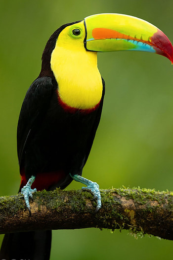 Pet bird ideas, Exotic bird species, Avian beauty, Gorgeous plumage HD phone wallpaper