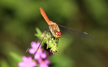 Macro, Shine, Light, Branch, Insect, Dragonfly HD wallpaper