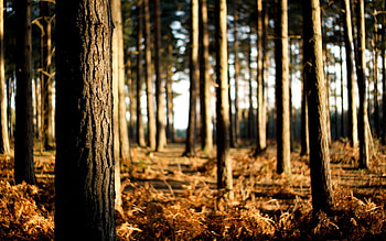 Nature, Trees, Grass, Forest, Withered, It's A Sly, Trunks HD wallpaper
