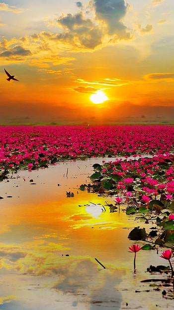 Flowers , Rose Scenery HD phone wallpaper