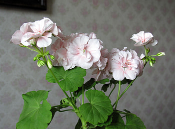 Flowers, Flower, Geranium, , Indoor Leaves, Room Leaves HD wallpaper