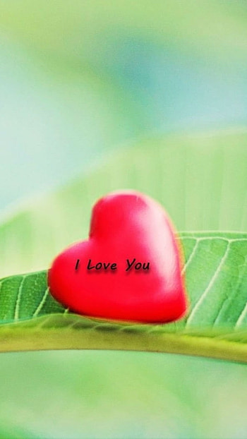 Love , Love, Green Leaf HD phone wallpaper