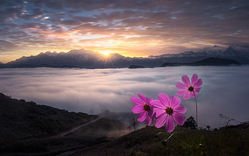 Cosmos Flowers, sunbeams, fog, mountains HD wallpaper