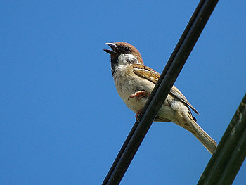 Sparrow, wire, bird, sky, cute animals HD wallpaper