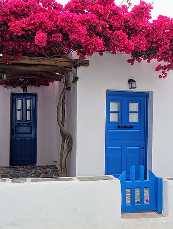 Charming Mediterranean white house with blue wooden doors and vibrant pink bougainvillea. HD phone wallpaper