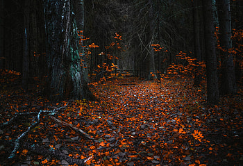Tree, Fall, Leaf, Path, , Nature, Forest HD wallpaper