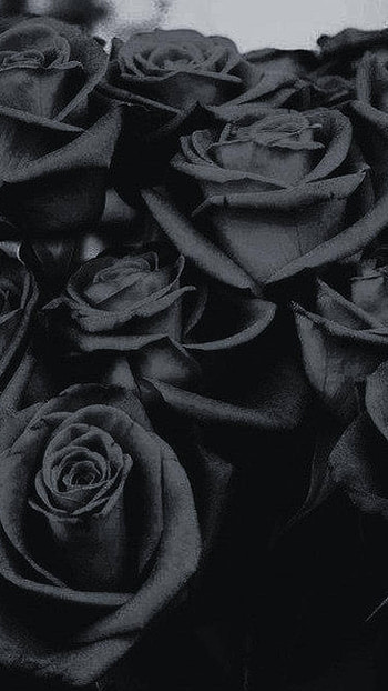 Black Rose, Black Roses HD phone wallpaper
