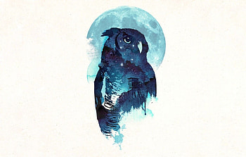 Owl, Midnight, Robert Farkas for , section минимализм HD wallpaper