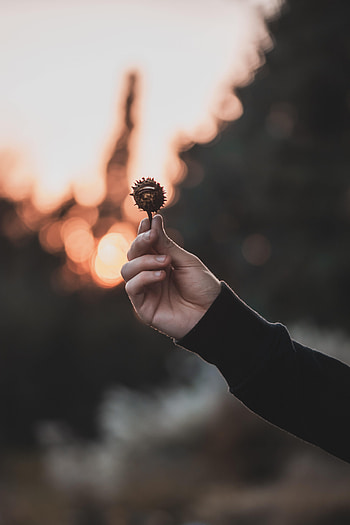Glare, Hand, Miscellanea, Miscellaneous, Focus, Seeds, Seed, Chestnut HD phone wallpaper