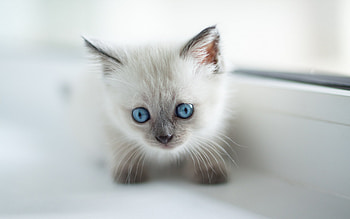 Kitten, sweet, animal, white, blue eyes, pisici, cat HD wallpaper