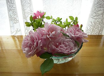 Flowers, Roses, Table, Vase, Garden, Buds, Curtain HD wallpaper