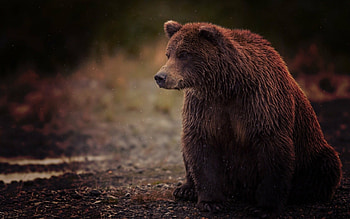 Majestic bears, Powerful creatures, Wildlife graphy, Nature's wonders HD wallpaper