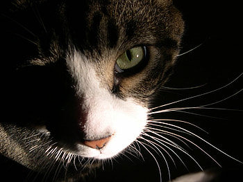 Crunch 1, animal, whiskers, cat, tabby, pet, cat face HD wallpaper