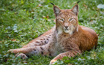 Animals, Grass, Iris, To Lie Down, Lie, Predator, Big Cat HD wallpaper