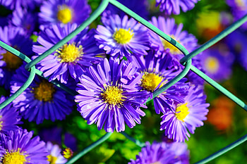Astra flowers, flowers, fence, astra, summer, garden, beautiful HD wallpaper