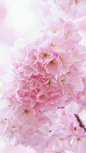 Flowers, pink, blossom HD phone wallpaper
