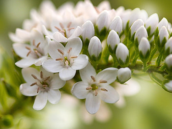 Plants, Flowers HD wallpaper