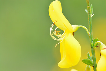 Flower, Plant, Macro, Petals, Stem, Stalk HD wallpaper