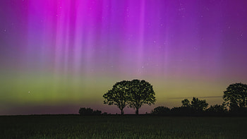 Northern Lights Above The Tree, northern-lights, aurora, nature HD wallpaper