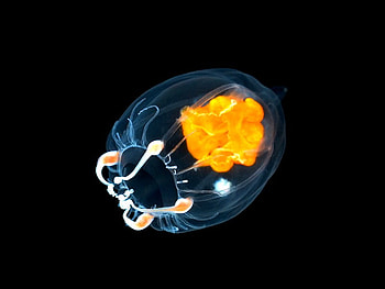 Jellyfish, cool HD wallpaper