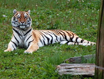Animals, Predator, Big Cat, Tiger, Stripes, Strips HD wallpaper