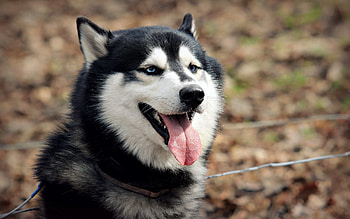 Animals, Autumn, Dog, Muzzle, Rest, Relaxation HD wallpaper