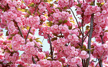 Plants, Flowers HD wallpaper