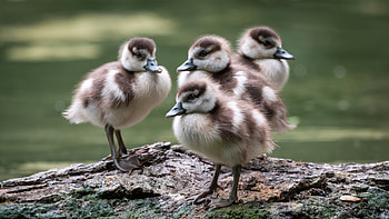Ducklings, animal, duck, bird HD wallpaper