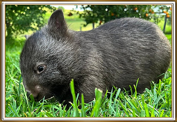 CUTE WOMBAT, WOMBAT, NATURE, CUTE HD wallpaper