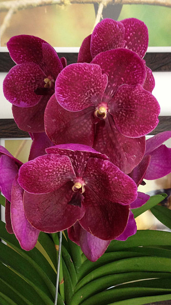 Vanda Orchid, Red Vanda Orchid HD phone wallpaper