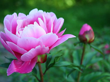 pink peony rose, rose, peony, spring, petals HD wallpaper