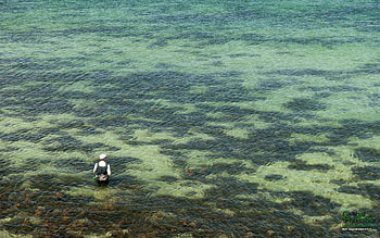 Sea trout fishing HD wallpaper