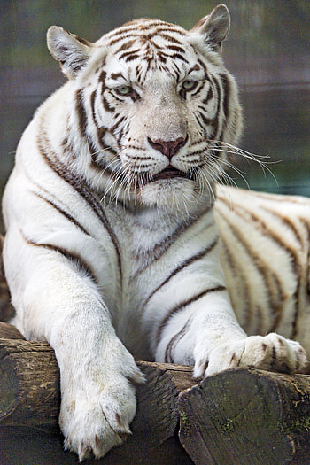 Animals, Predator, Big Cat, Wildlife, Tiger HD phone wallpaper