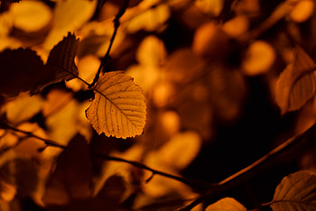Nature, Autumn, Sheet, Leaf, Birch HD wallpaper