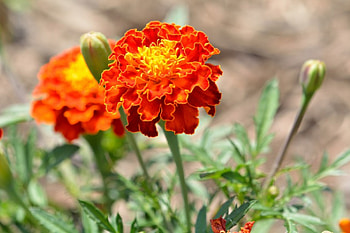 Bustling Summer Flower, beautiful flower, summer flower, scenic summer, summer blossom HD wallpaper