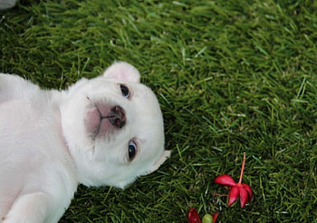 Dog, sweet, dogs, puppies, cute, beautiful, playful, playful dog, puppy, dog face, pretty, animals, face, bubbles, lovely HD wallpaper