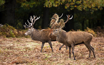 Animals, Grass, Deers, Forest, Couple, Pair, Family HD wallpaper