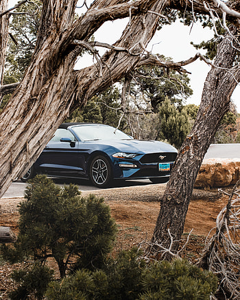 Trees, Ford, Cars, Car, Branches, Cabriolet, Ford Mustang HD phone wallpaper
